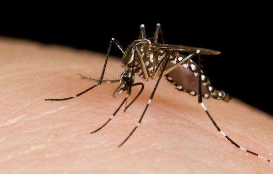 West Nile Virus Detected in Mosquito Trap in Allen, Texas Prompting Health Advisory