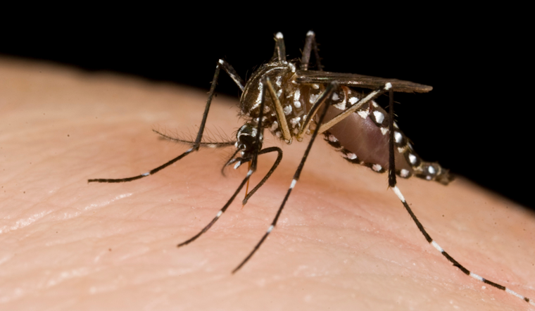 West Nile Virus Detected in Mosquito Trap in Allen, Texas Prompting Health Advisory