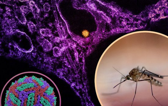 West Nile Virus-Positive Mosquitoes Prompt Health Response in San José and Milpitas