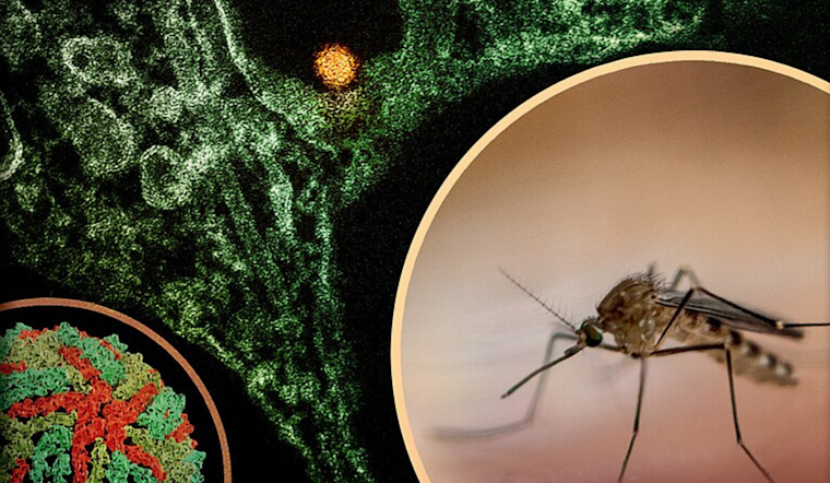 West Nile Virus-Positive Mosquitoes Prompt Spraying Plan in San José ZIP Codes 95116 and 95133