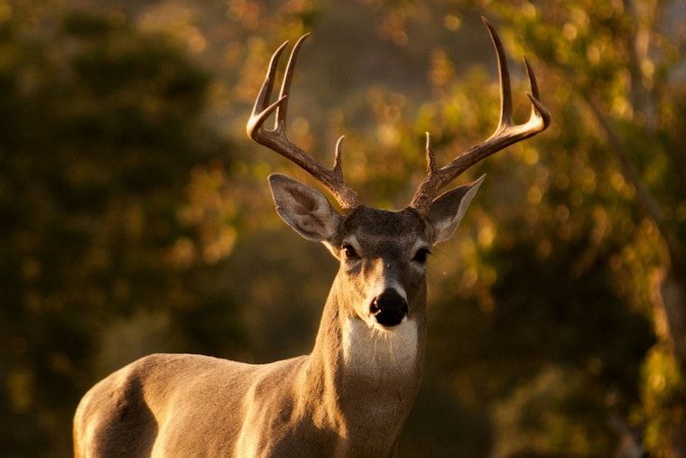 Wright County Hunters Alert: Deadline Approaching for Antlerless Deer Permit Lottery