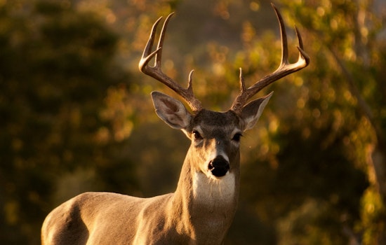 Wright County Hunters Alert: Deadline Approaching for Antlerless Deer Permit Lottery