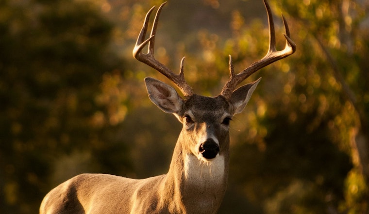 Wright County Hunters Alert: Deadline Approaching for Antlerless Deer Permit Lottery