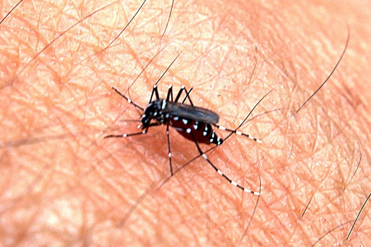 Yellow Fever Mosquito Resurgence in North Concord Raises Public Health Concerns