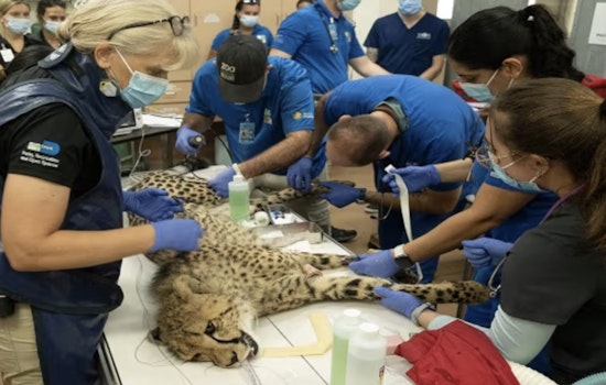 Zoo Miami's Juvenile Cheetah on the Road to Recovery After Successful Surgery for Leg Fracture