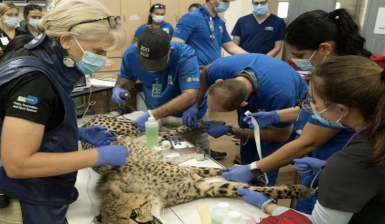 Zoo Miami's Juvenile Cheetah on the Road to Recovery After Successful Surgery for Leg Fracture
