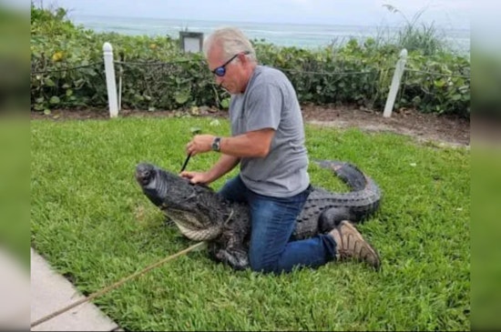 9-Foot Alligator Captured After "Stalking" Dog Walkers in Stuart, Florida Neighborhood