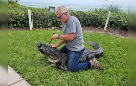 9-Foot Alligator Captured After "Stalking" Dog Walkers in Stuart, Florida Neighborhood