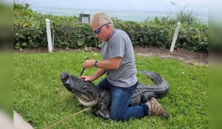9-Foot Alligator Captured After "Stalking" Dog Walkers in Stuart, Florida Neighborhood