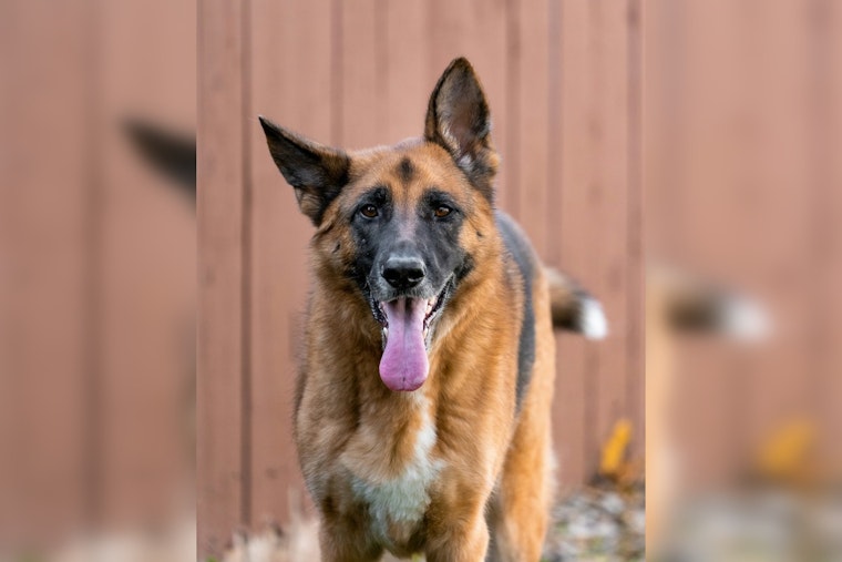 91-Year-Old Chehalis Woman Fatally Mauled by Her Own German Shepherds