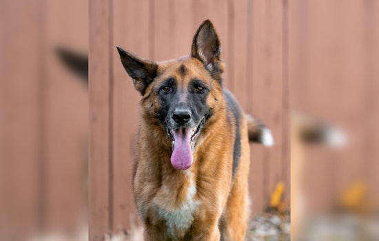 91-Year-Old Chehalis Woman Fatally Mauled by Her Own German Shepherds