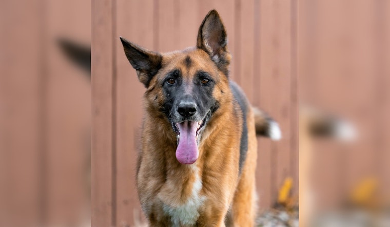 91-Year-Old Chehalis Woman Fatally Mauled by Her Own German Shepherds