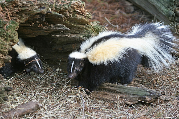 Akron Borough on Alert: Aggressive Skunks Menace Pets in Lancaster County