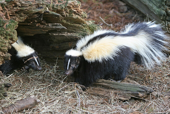 Akron Borough on Alert: Aggressive Skunks Menace Pets in Lancaster County
