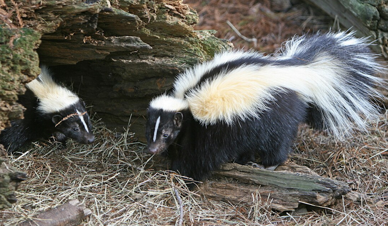 Akron Borough on Alert: Aggressive Skunks Menace Pets in Lancaster County