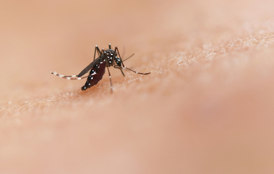 Allegheny County Targets West Nile Virus with Pesticide Spraying in Multiple Neighborhoods and Boroughs