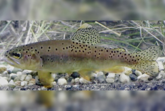 Arizona Celebrates Triumph as Apache Trout Removed From Endangered Species List