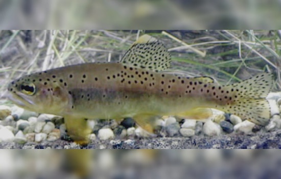 Arizona Celebrates Triumph as Apache Trout Removed From Endangered Species List