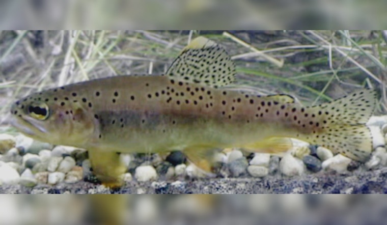 Arizona Celebrates Triumph as Apache Trout Removed From Endangered Species List