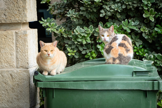 Arlington Animal Services Teams Up with Operation Kindness for Free Vet Care Day for Community Cats