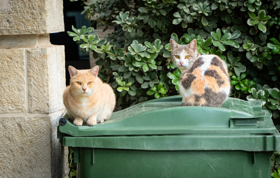Arlington Animal Services Teams Up with Operation Kindness for Free Vet Care Day for Community Cats