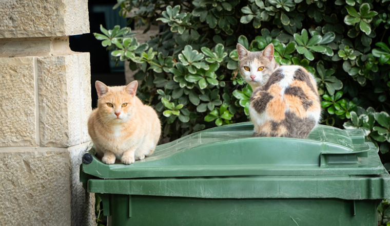 Arlington Animal Services Teams Up with Operation Kindness for Free Vet Care Day for Community Cats