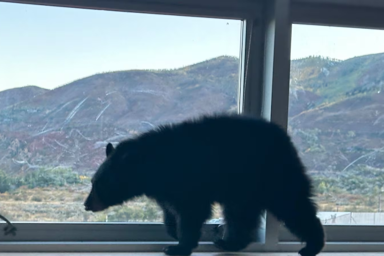 Aspen Middle School's Surprise Visitor: Bear Cub Promptly Relocated by Wildlife Officials