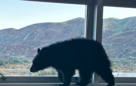 Aspen Middle School's Surprise Visitor: Bear Cub Promptly Relocated by Wildlife Officials