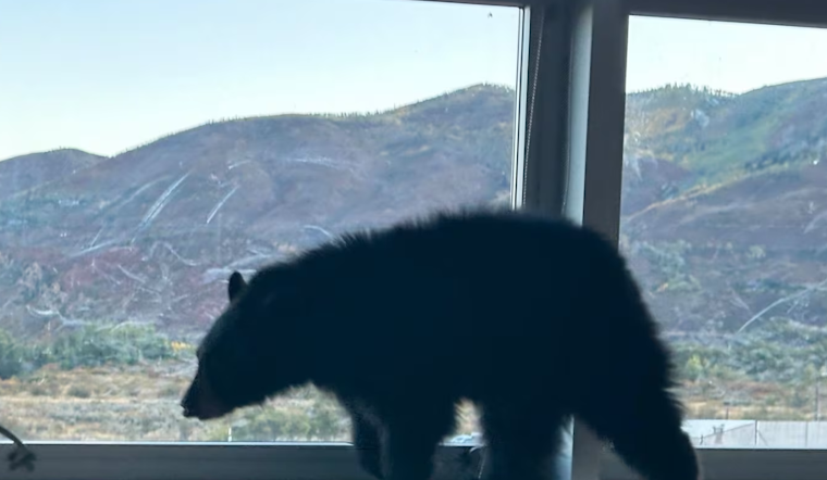 Aspen Middle School's Surprise Visitor: Bear Cub Promptly Relocated by Wildlife Officials