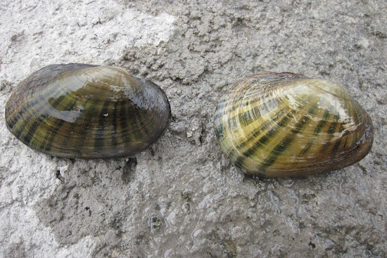 Austin Amplifies Efforts to Protect Vital Texas Fatmucket Mussel and Regional Water Quality