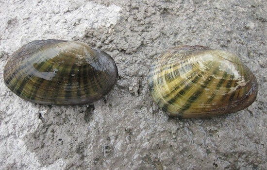 Austin Amplifies Efforts to Protect Vital Texas Fatmucket Mussel and Regional Water Quality