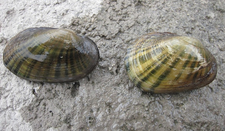 Austin Amplifies Efforts to Protect Vital Texas Fatmucket Mussel and Regional Water Quality
