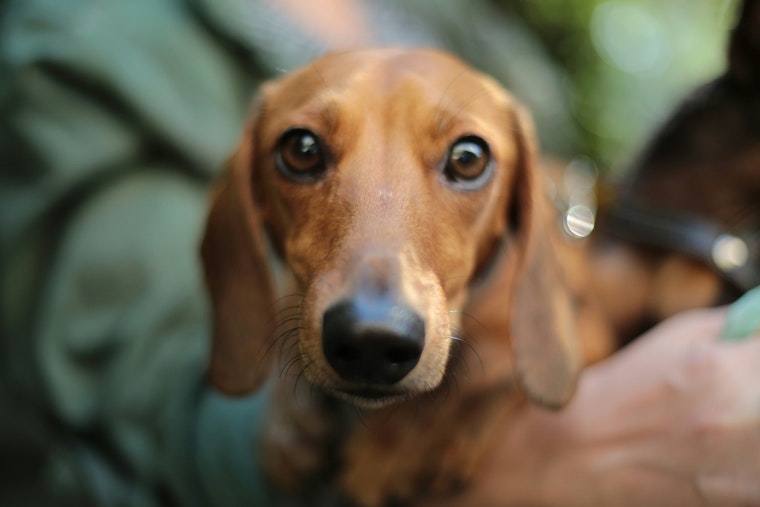 Austin City Council to Consider Mandatory Microchipping for Pets to Ease Shelter Burden