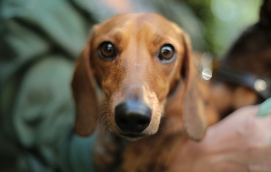Austin City Council to Consider Mandatory Microchipping for Pets to Ease Shelter Burden