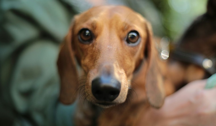 Austin City Council to Consider Mandatory Microchipping for Pets to Ease Shelter Burden