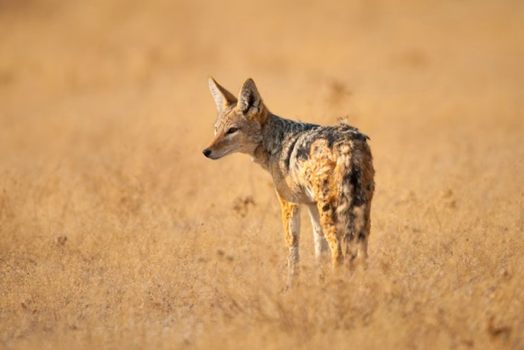 Authorities Probe Domestic Animal Deaths, Spotlight on Possible Coyote Attacks and a Disturbing Case of Alleged Animal Cruelty in San Leon