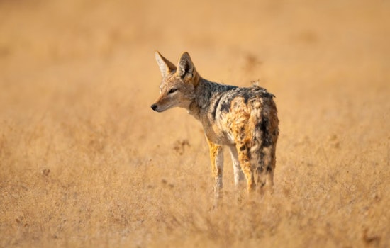 Authorities Probe Domestic Animal Deaths, Spotlight on Possible Coyote Attacks and a Disturbing Case of Alleged Animal Cruelty in San Leon