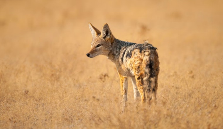Authorities Probe Domestic Animal Deaths, Spotlight on Possible Coyote Attacks and a Disturbing Case of Alleged Animal Cruelty in San Leon