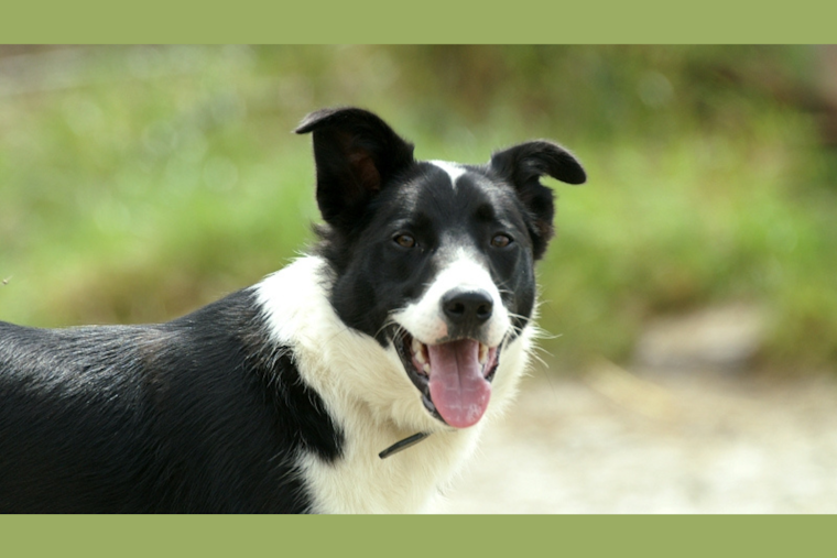 Beaver County Humane Society Hosts Free Adoption Event to Find Pets Forever Homes