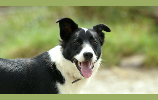 Beaver County Humane Society Hosts Free Adoption Event to Find Pets Forever Homes
