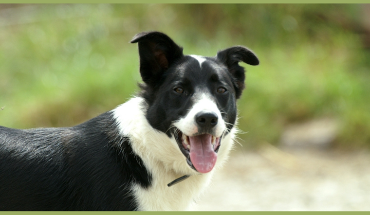 Beaver County Humane Society Hosts Free Adoption Event to Find Pets Forever Homes