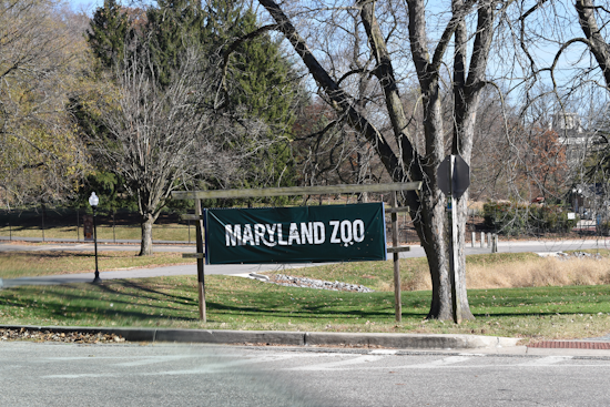 Beloved "Mr. Greedy," Maryland Zoo's Oldest African Penguin and Progenitor of 230, Passes Away
