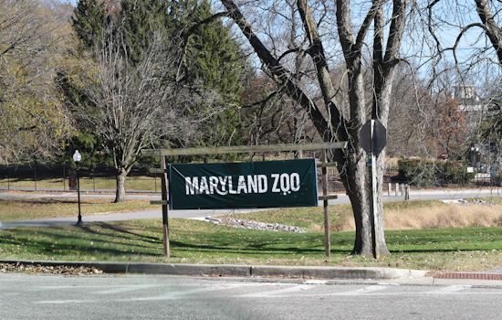 Beloved "Mr. Greedy," Maryland Zoo's Oldest African Penguin and Progenitor of 230, Passes Away