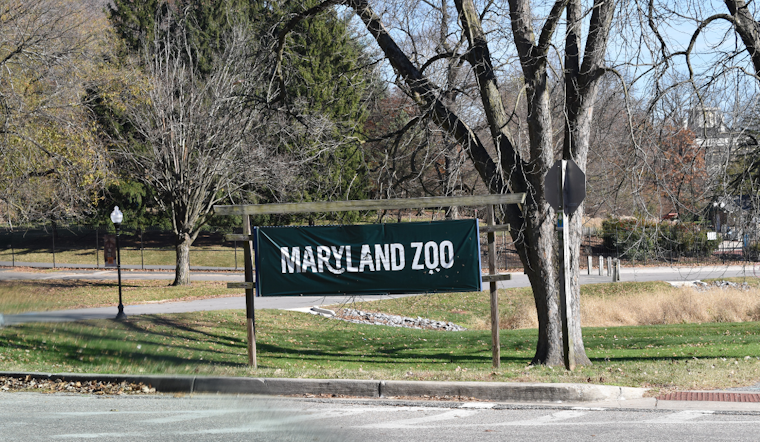 Beloved "Mr. Greedy," Maryland Zoo's Oldest African Penguin and Progenitor of 230, Passes Away