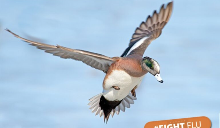Bird Flu Virus Detected in San Diego Wastewater, No Human or Animal Infection Found