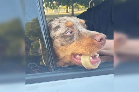Bloomington Firefighters and Veterinarians Team Up to Rescue Dog Trapped by Pet Treat