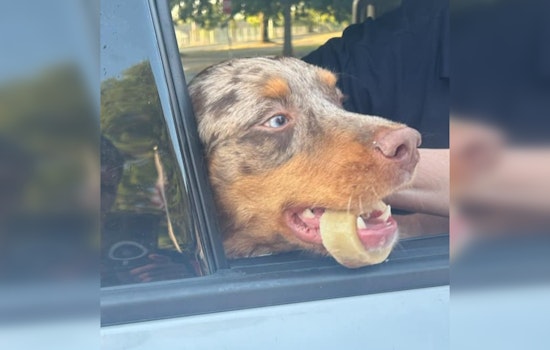 Bloomington Firefighters and Veterinarians Team Up to Rescue Dog Trapped by Pet Treat