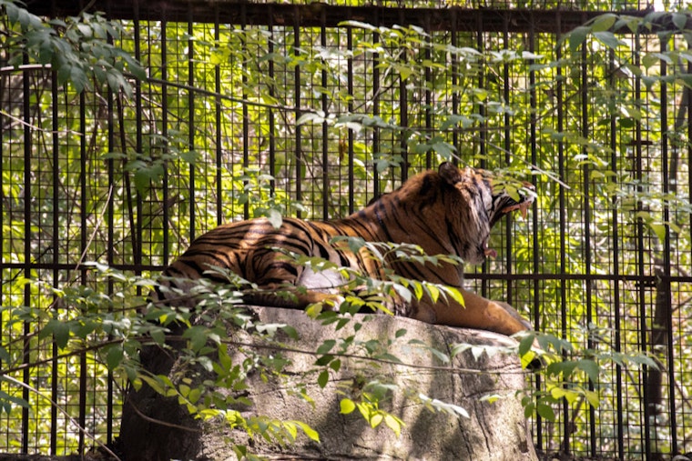 Border Stripes and Stripes, South Texas on High Alert After Mexican Tiger Bolts from Zoo