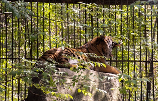 Border Stripes and Stripes, South Texas on High Alert After Mexican Tiger Bolts from Zoo