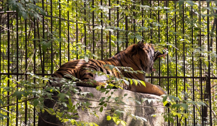 Border Stripes and Stripes, South Texas on High Alert After Mexican Tiger Bolts from Zoo